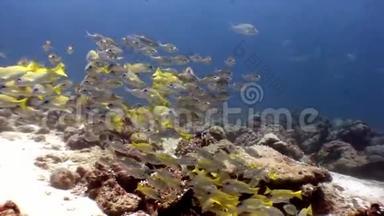 马尔代夫海底海底鱼学。